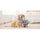 Pet Scarf image number null