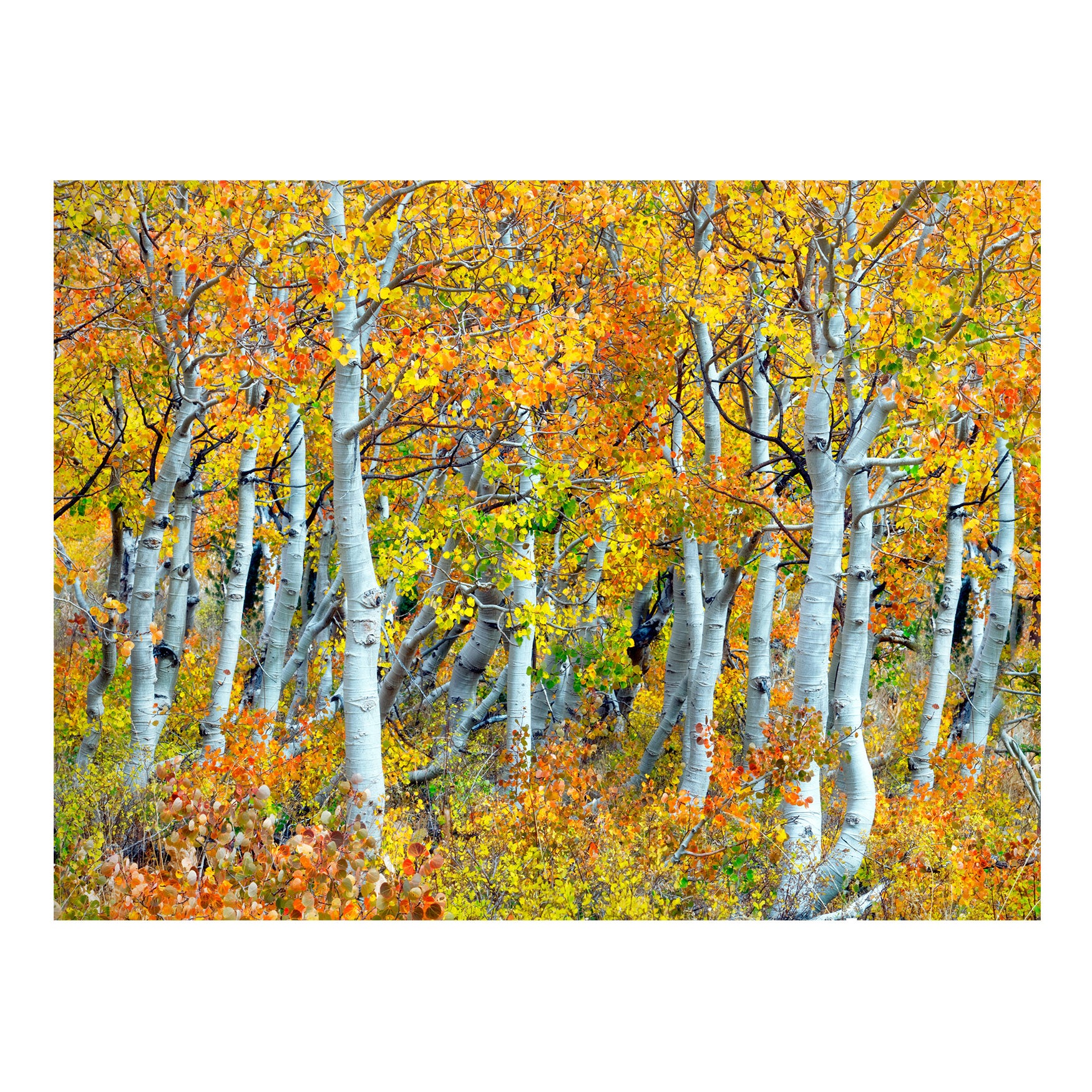 All Weather All Season Outdoor Canvas Art Intimates For All